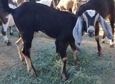 Mini nubian goats for sale in NM